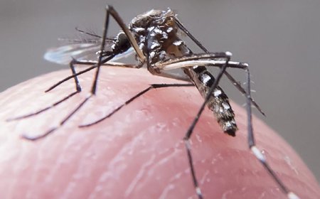 Cinco cidades da região contabilizam 19 casos de dengue em 2025