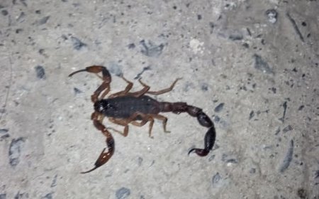 Infestação de escorpiões preocupa moradores de Cajamar no início de 2025