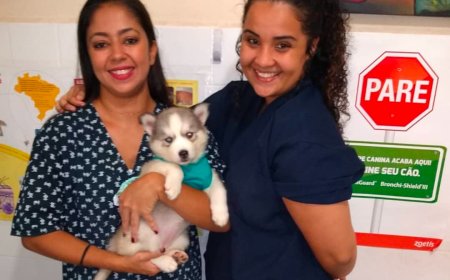 Cachorro pode comer iogurte? Veterinária explica os riscos para a saúde do pet