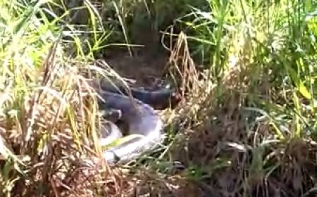 Sucuri gigante é avistada em área de mata próxima ao bairro do Gato Preto, em Cajamar; assista o vídeo em nossas redes sociais