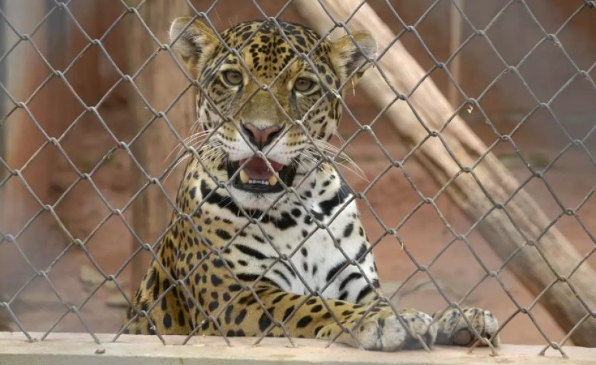 Associação Mata Ciliar enfrenta disputa judicial e risco de perder sede após quase 30 anos de trabalho na reabilitação da fauna silvestre
