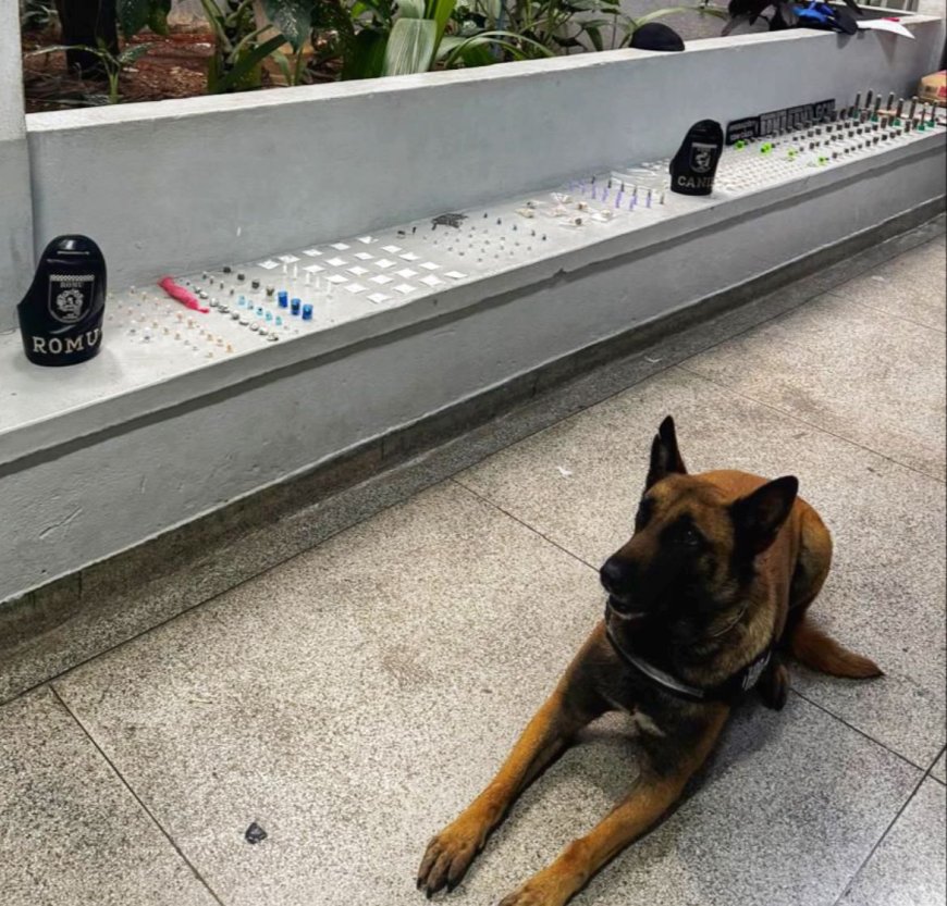 Guarda Municipal intensifica combate ao tráfico e prende dois suspeitos no Polvilho